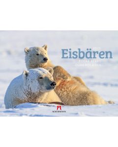 Kalender Eisbären 2025